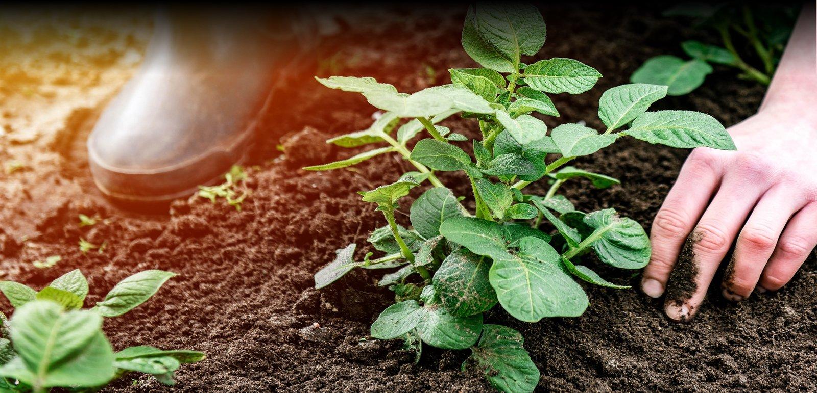Bauer untersucht Kartoffelpflanze in der Erde nachhaltig