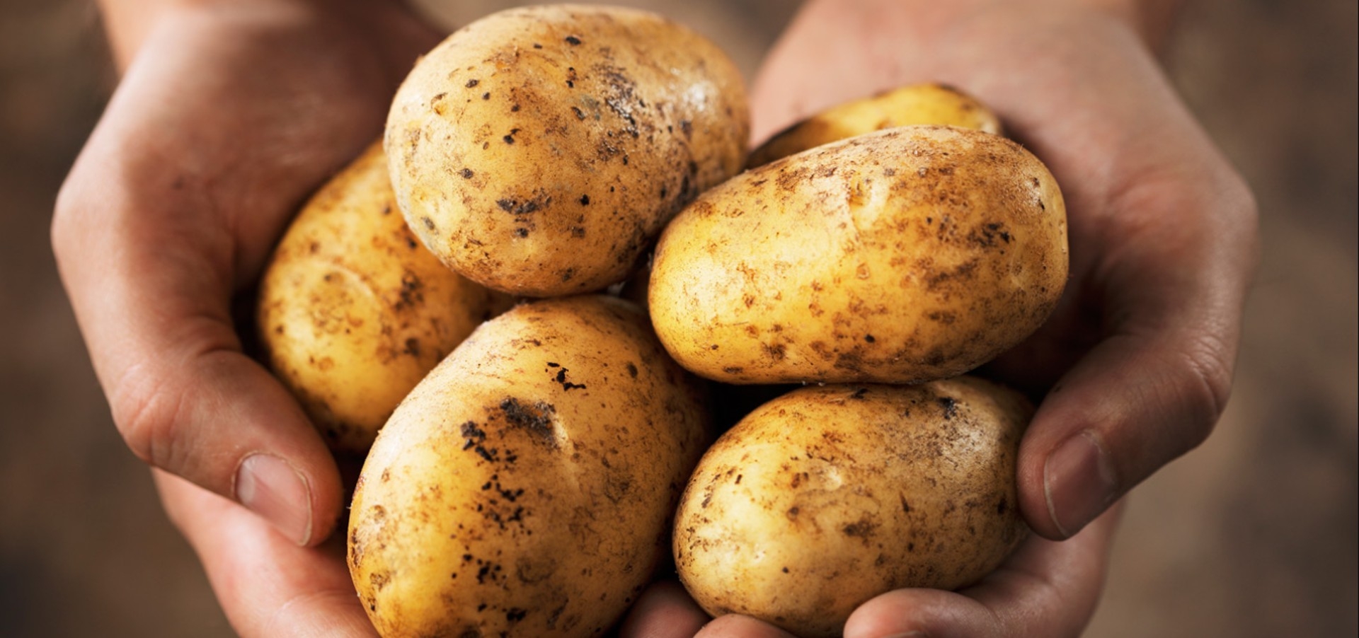 Kartoffeln im hand