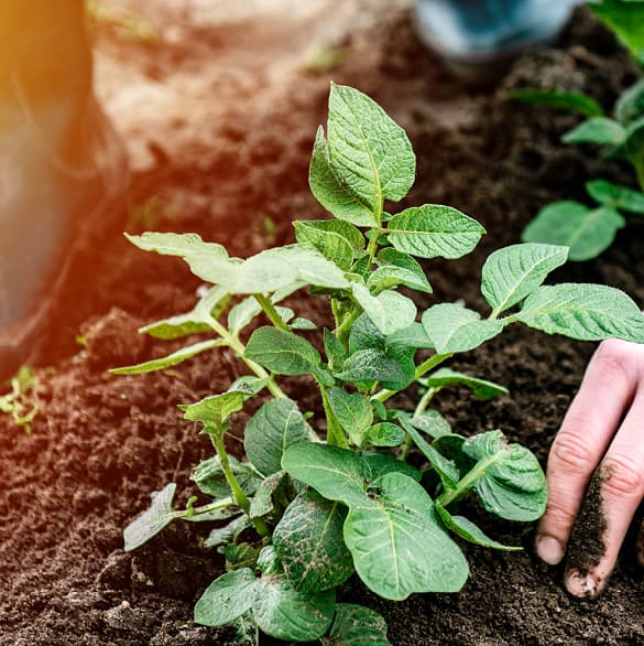 aviko_house_of_fries_-_home_-_banner_2_-_281x329px-4