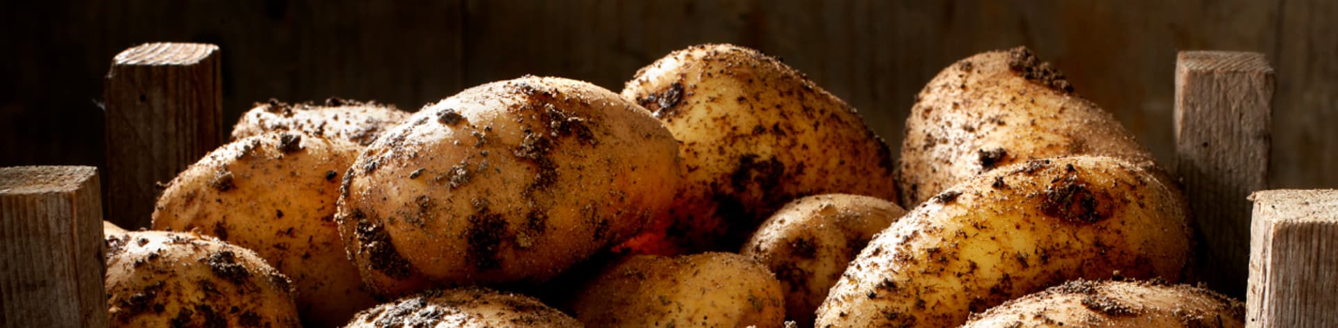 aviko_house_of_fries_-_new_horizons_-_banner_3_-_1224x300px