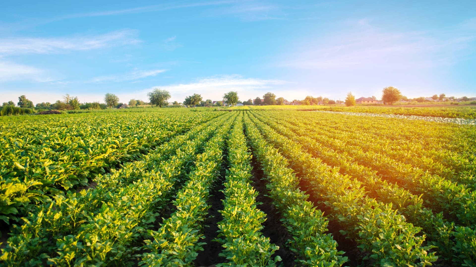 avfs-240195-02_house_of_fries_website_-_new_horizons_-_field_to_fork_-_image_block_-_1920x1177px2